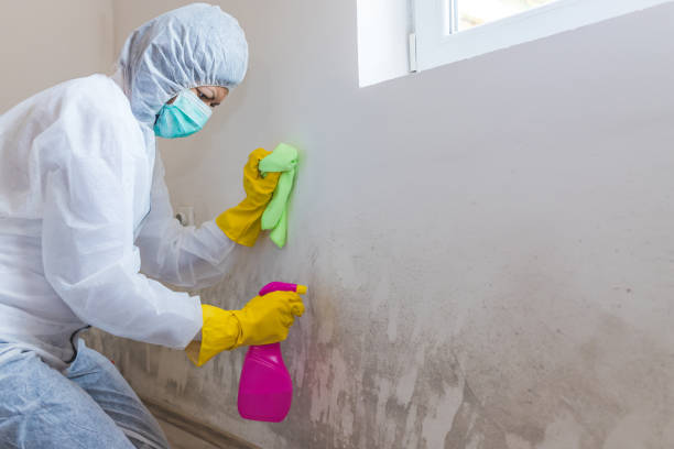 Best Attic Mold Removal  in Clear Lake Shores, TX