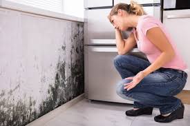  Clear Lake Shores, TX Mold Inspection Pros